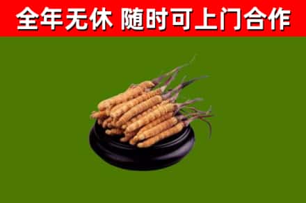 汉中回收冬虫夏草