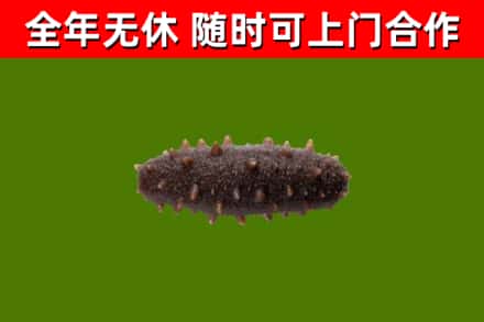 汉中回收海参干